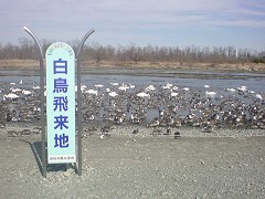 NSN �[�J�s �����򗈒n �Ŕ�