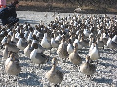 NSN �[�J�s �����򗈒n �J���̍s�i