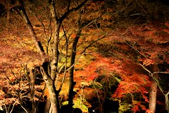 NSN ���Ғ� ���̐΍g�t���� �g�t���C�g�A�b�v