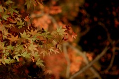 NSN ���Ғ� ���̐΍g�t���� �g�t���C�g�A�b�v