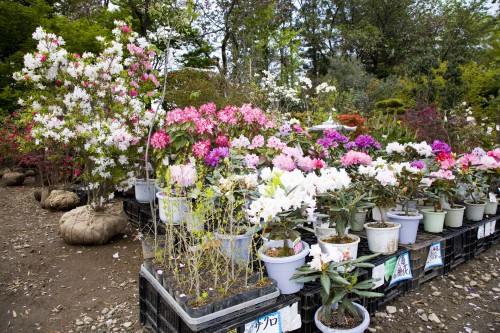 �[�J �ԐA�ؗ��ʃZ���^�[ �t�̐A�؂Q