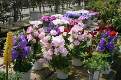 �[�J �ԐA�ؗ��ʃZ���^�[ �����P