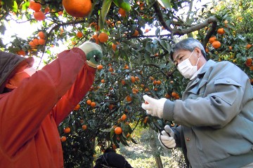 �񋏔_�Y�����H������