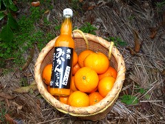 �񋏒��_�Y�����H������@�����ʐ^